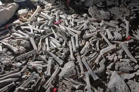 Ribuan Tulang Ditemukan di Sarang Hyena, Beberapa Milik Manusia
