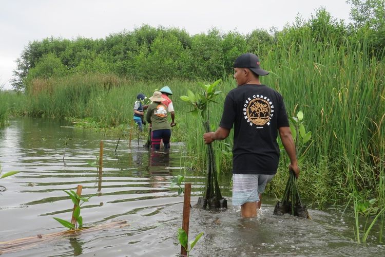 Cara Warga di Kulon Progo Peringati Hari Sumpah Pemuda, Tanam 300 Mangrove di Muara Sungai