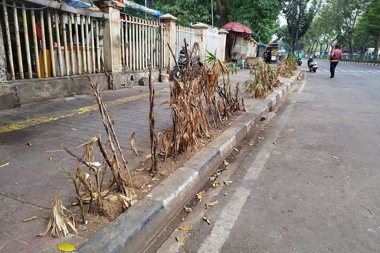 Tumbuhan di jalur hijau Jalan Pasar Senen, Jakarta Pusat, kering dan tak terawat, Senin (11/9/2023).