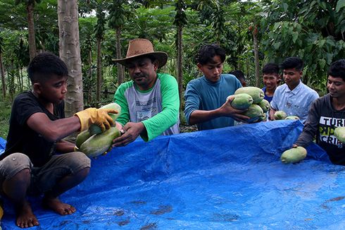 Kisah Muslahuddin, 13 Tahun di Bank Dunia Pilih Jadi Petani Palawija dan Ubah Hidup Penanam Ganja