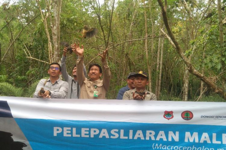 Jaga populasi burung Maleo, DSLNG melalui program CSR mencoba mengembangbiakan dengan cara melestarikan burung Maleo di luar kawasan Suaka Margasatwa Bakiriang dan melepaskan kembali ke habitat aslinya, (Jumat, (27/9/2018) 