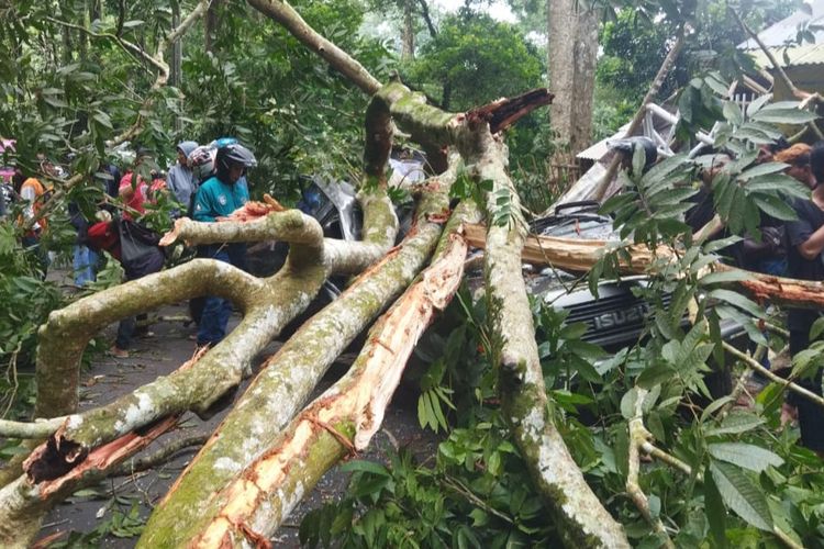 Mobil tertimpa pohon tumbang di jalur Gumitir Jember Sabtu (13/5/2023) 