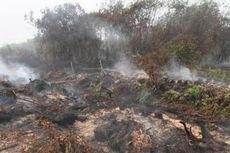 Hutan Terbakar, Dua Orangutan Turun Cari Air di Kebun Karet Warga