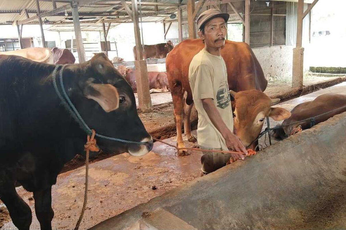 Kiswadi, salah seorang peternak sapi di Kecamatan Widang, Kabupaten Tuban, Jawa Timur, sedang memeriksa kondisi hewan ternaknya di tengah merebaknya PMK .