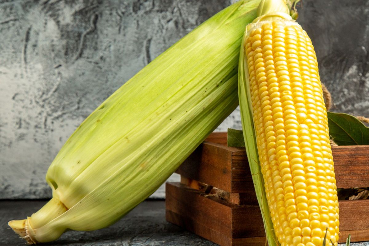 Ilustrasi jagung, jagung manis. 
