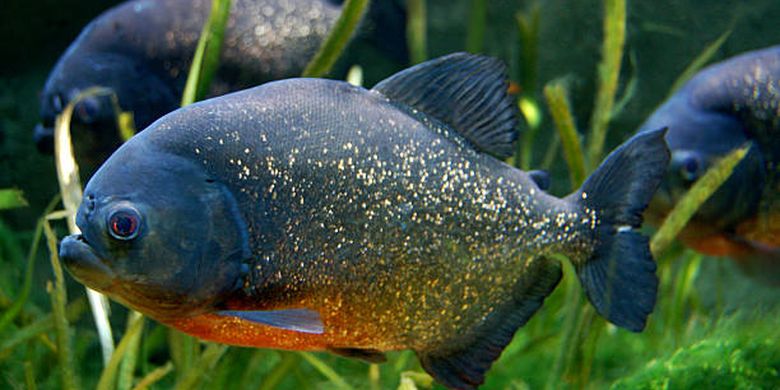 Piranha, salah satu ikan paling berbahaya di dunia.