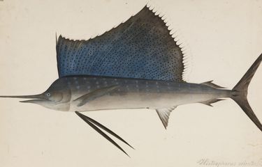 Ikan layar