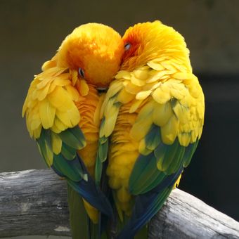 lovebird