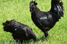 Fakta Ayam Cemani, Jadi Hidangan Langka dan Dikaitkan dengan Mistis