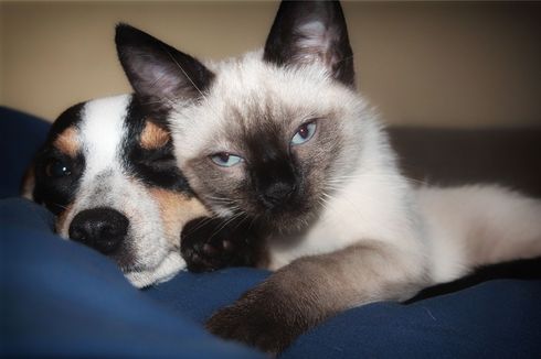 Apakah Kucing dan Anjing Bisa Alergi terhadap Manusia?