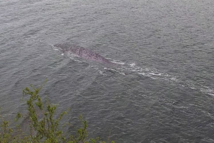 Foto jepretan Steve Challice, turis asal Southampton yang berlibur di Skotlandia pada September 2019, memperlihatkan makhluk aneh yang diduga monser Loch Ness.