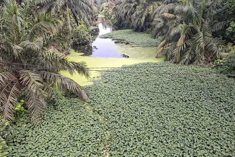 Warga Keluhkan Gatal dan Sumur Berminyak, Hasil Lababoratorium Sungai Selali Tercemar