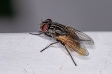 Dijamin Ampuh, Ini Cara Membasmi Lalat di Luar Ruangan