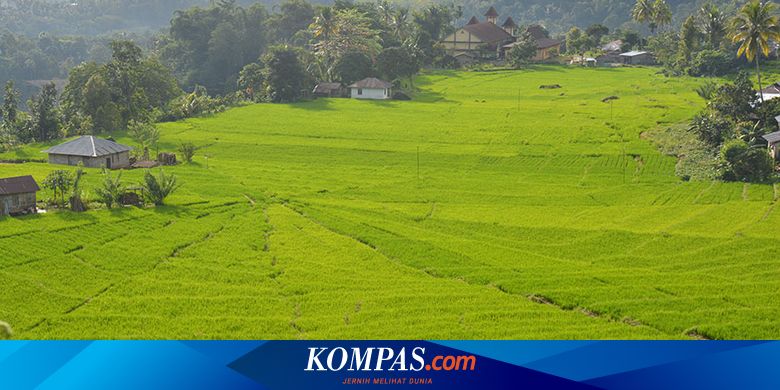 Menjelajahi Lembah Ranggu Kolang Yang Eksotis Di Flores Barat 1 Halaman All Kompas Com