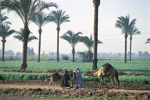 Faktor yang Mendukung Pertanian di Mesir