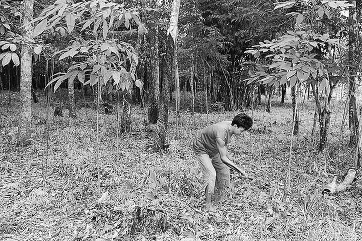 Buruh karet di Desa Air Batu, Talang Kelapa, Banyuasin, Sumatera Selatan, membersihkan rumput liar yang tumbuh di sela-sela tanaman karet muda atau berusia tiga tahun, Minggu (17/10). Kenaikan harga jual getah karet sepanjang tahun ini dimanfaatkan sebagian petani untuk mulai meremajakan pohon karet yang berusia 20 tahun.