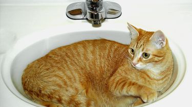 Jangan Biarkan Kucing Minum Air di Toilet, Ini Bahayanya