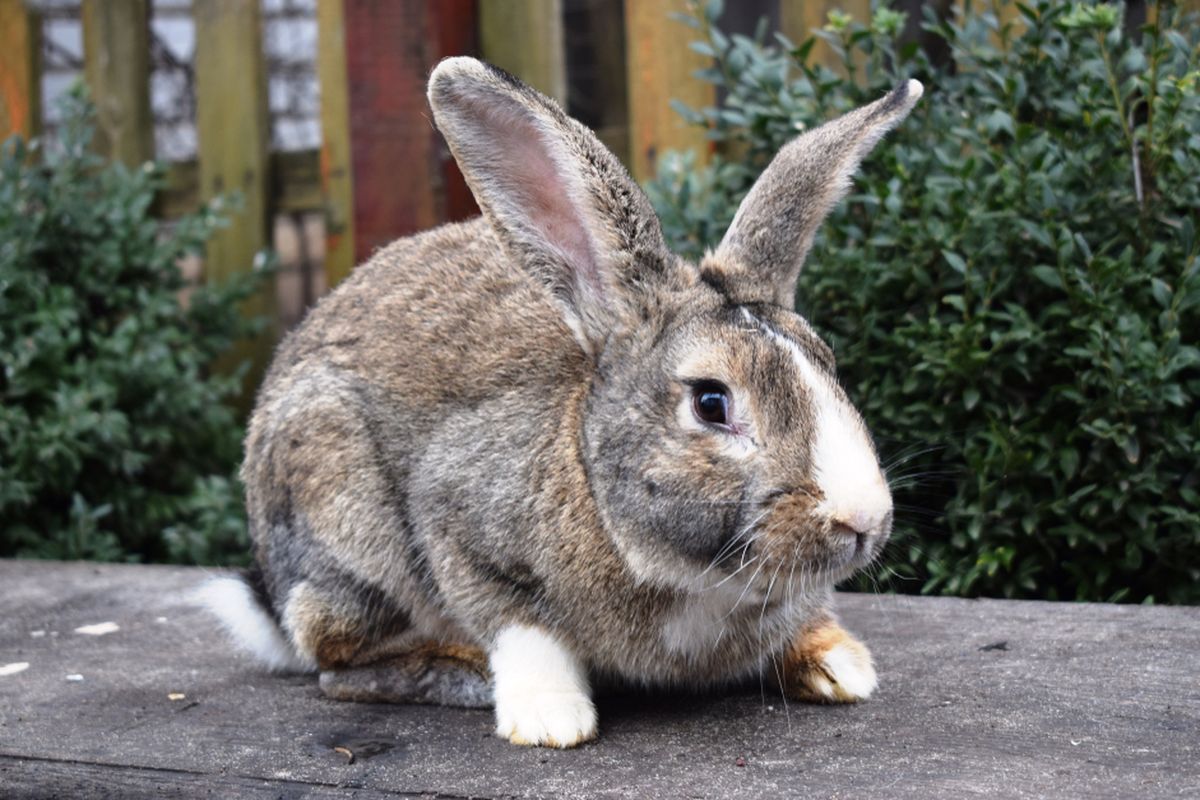 Gambar Kelinci Raksasa Flemish atau Flemish Giant Rabbit adalah kelinci terbesar di dunia. Bahkan, jenis kelinci terbesar di dunia di antara ras kelinci besar lainnya, dengan berat bisa mencapai lebih dari 9 Kg.