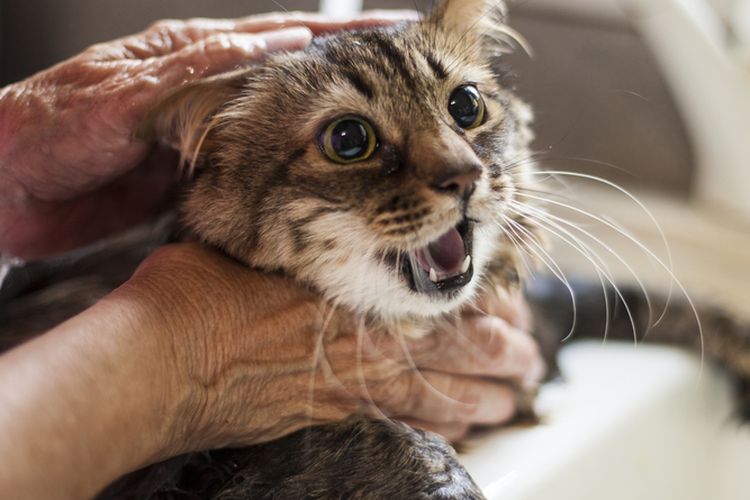 Ilustrasi memandikan kucing.