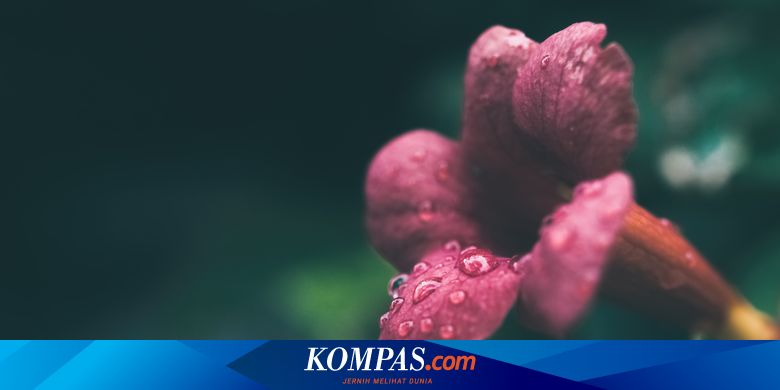 7 Manfaat Embun Pagi untuk Kesehatan