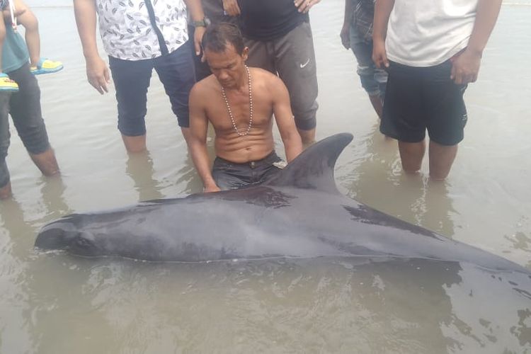 Nelayan menemukan paus sepanjang dua meter di Pantai Gampong Leuge, Kecamatan Peureulak, Kabupaten Aceh Timur, Senin (3/2/2020).