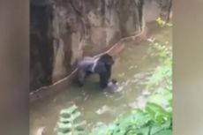 Seekor Gorila Terpaksa Ditembak Mati Saat Serang Bocah yang Jatuh ke Kandang 