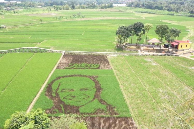 Gambar wajah Ganjar Pranowo terpampang di sawah Desa Bergas Lor Kabupaten Semarang