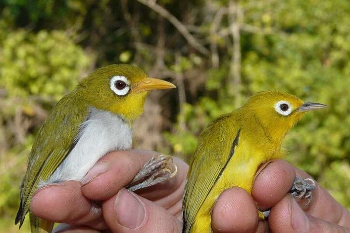 Kedua spesies yang ditemukan di Sulawesi, bernama Wakatobi mata putih dan Wangi-wangi mata putih.