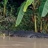 BKSDA Pasang Papan Informasi terkait Kemunculan Buaya di Sungai Lombok Tengah