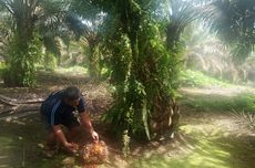 Keluarga Tempuh Jalur Hukum atas Meninggalnya Martha dan Bayinya di Jayapura