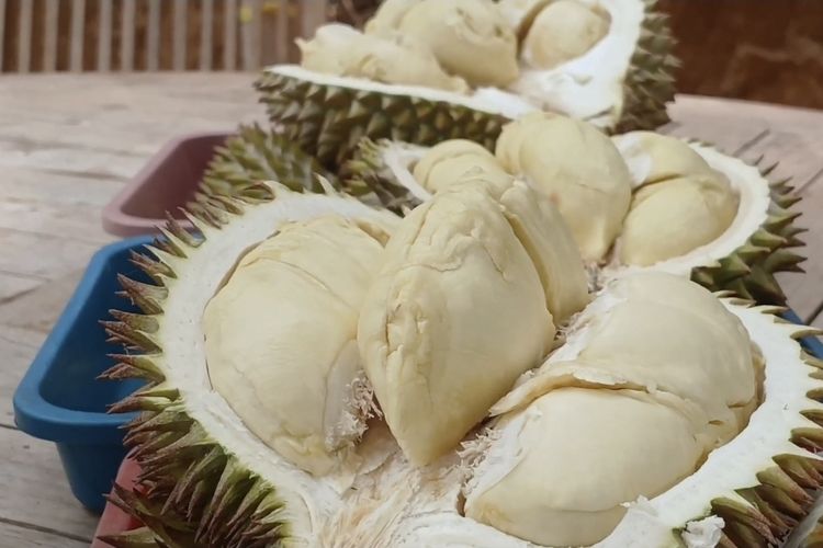 Bukan Sekadar Makan Durian, Sensasi Menyantap Buah Langsung di Bawah Pohonnya di Wonosobo
