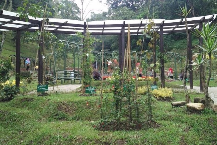 Taman Liana, Kebun Raya Cibodas