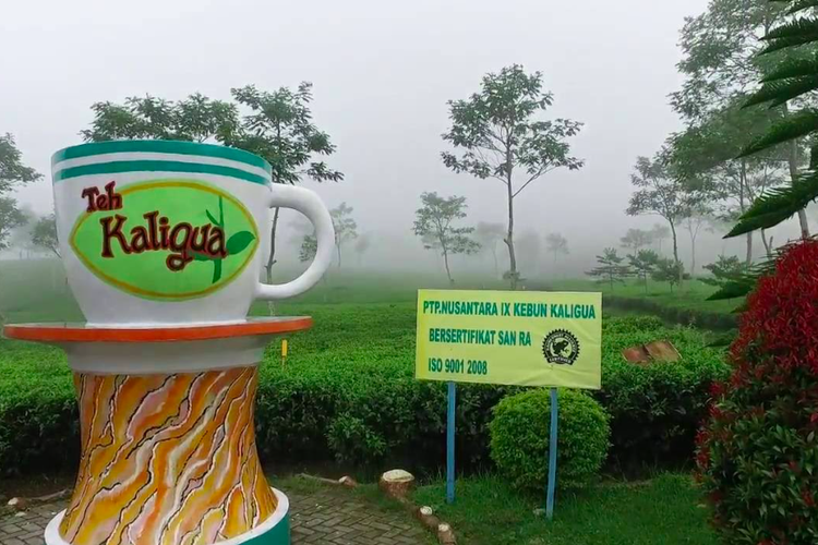 
Hamparan kebun teh di Wisata Agro Kaligua, Brebes, yang merupakan kebun teh legendaris sejak zaman Belanda.