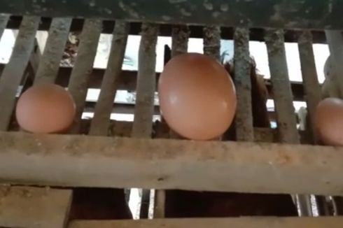 Heboh, Telur Ayam Ukuran Jumbo di Tasikmalaya, Dikupas Isinya Telur Normal