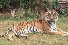 Harimau Sumatera Tertua di Dunia Disuntik Mati