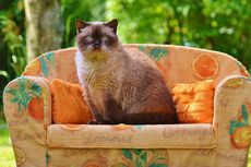 5 Tips Agar Kucing Berhenti Mencakar Sofa 
