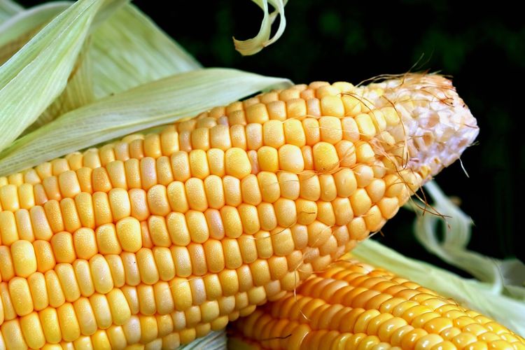 Ilustrasi jagung. 