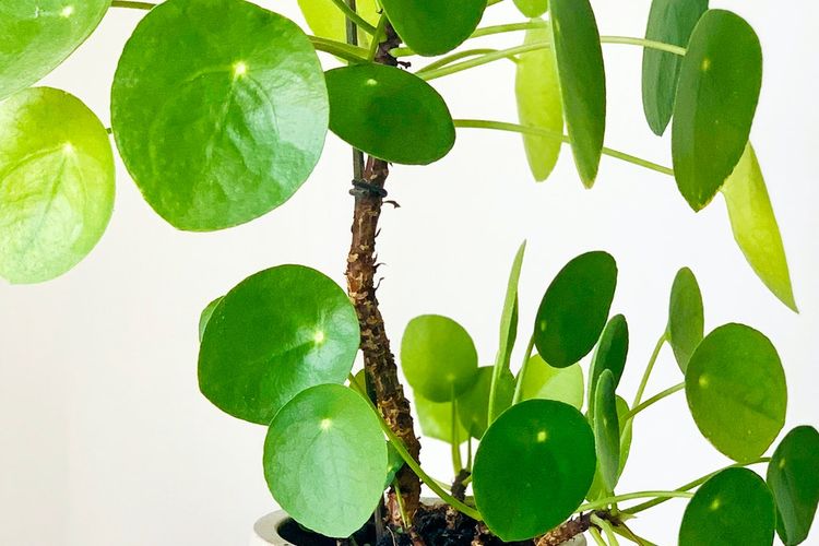 Ilustrasi tanaman hias Chinese Money Plant (Pilea peperomioides). Menurut feng shui, ini adalah salah satu tanaman pembawa keberuntungan.