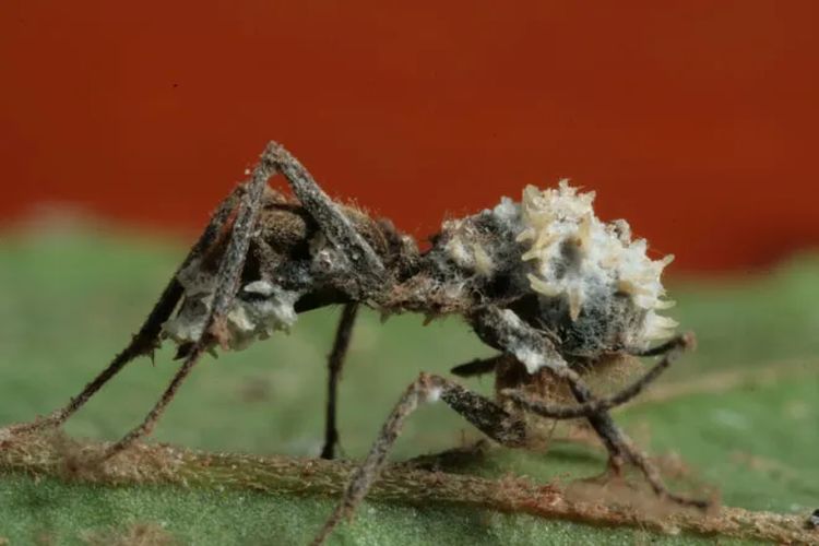 Semut terkena jamur Ophiocordyceps unilateralis