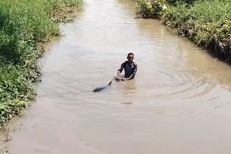 Anak lumba-lumba hidung botol (tursiops turcanus) terdampar di sungai irigasi Desa Selomukti, Kecamatan Mlandingan, Kabupaten Situbondo, Provinsi Jawa Timur pada Sabtu (23/3/2024).