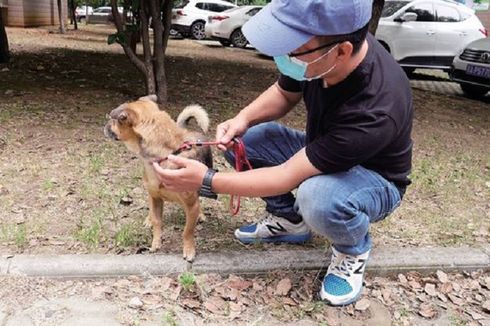 Anjing Setia Ini Terus Menunggu 3 Bulan, Meski Pemiliknya Meninggal karena Covid-19