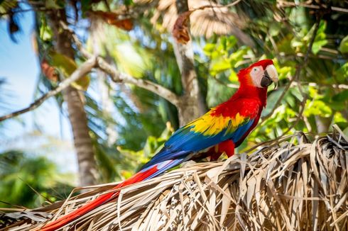 Mengenal Burung Macaw, Kado dari Dinda Hauw untuk Rey Mbayang