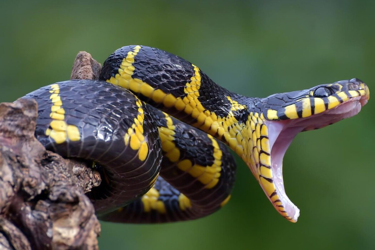 Ilustrasi ular piton.