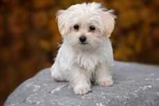 10 Ras Anjing Warna Putih yang Lucu dan Menggemaskan