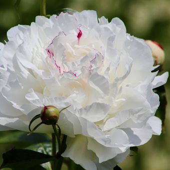 Ilustrasi bunga peony putih. 