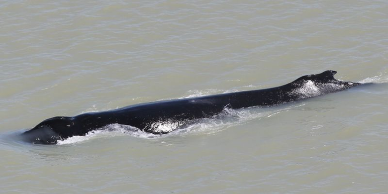 Paus bungkuk ini ditemukan di East Alligator River.
