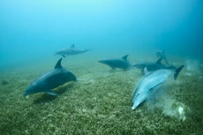 Studi: Lumba-lumba Gunakan Terumbu Karang untuk Obati Penyakit Kulit