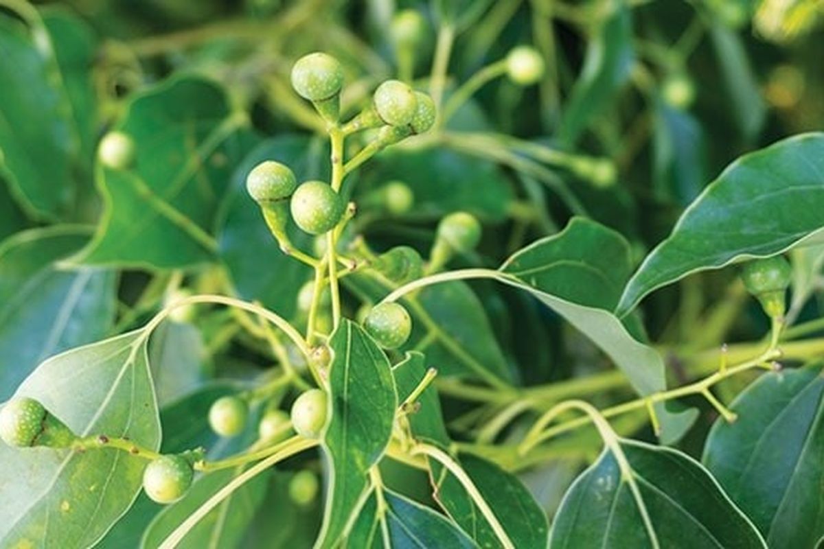 pohon Dryobalanops aromatica