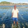 Ribuan Petani Rumput Laut NTT Menang Ganti Rugi Tumpahan Minyak Australia, Ini Ceritanya
