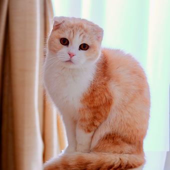 Ilustrasi kucing ras Scottish Fold. 